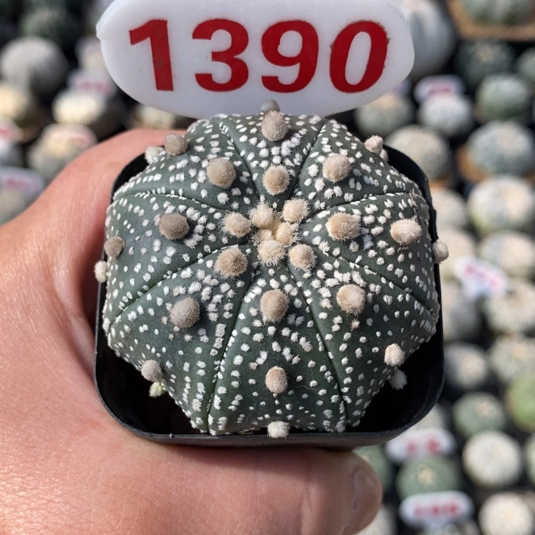 1390福利系列来了来了