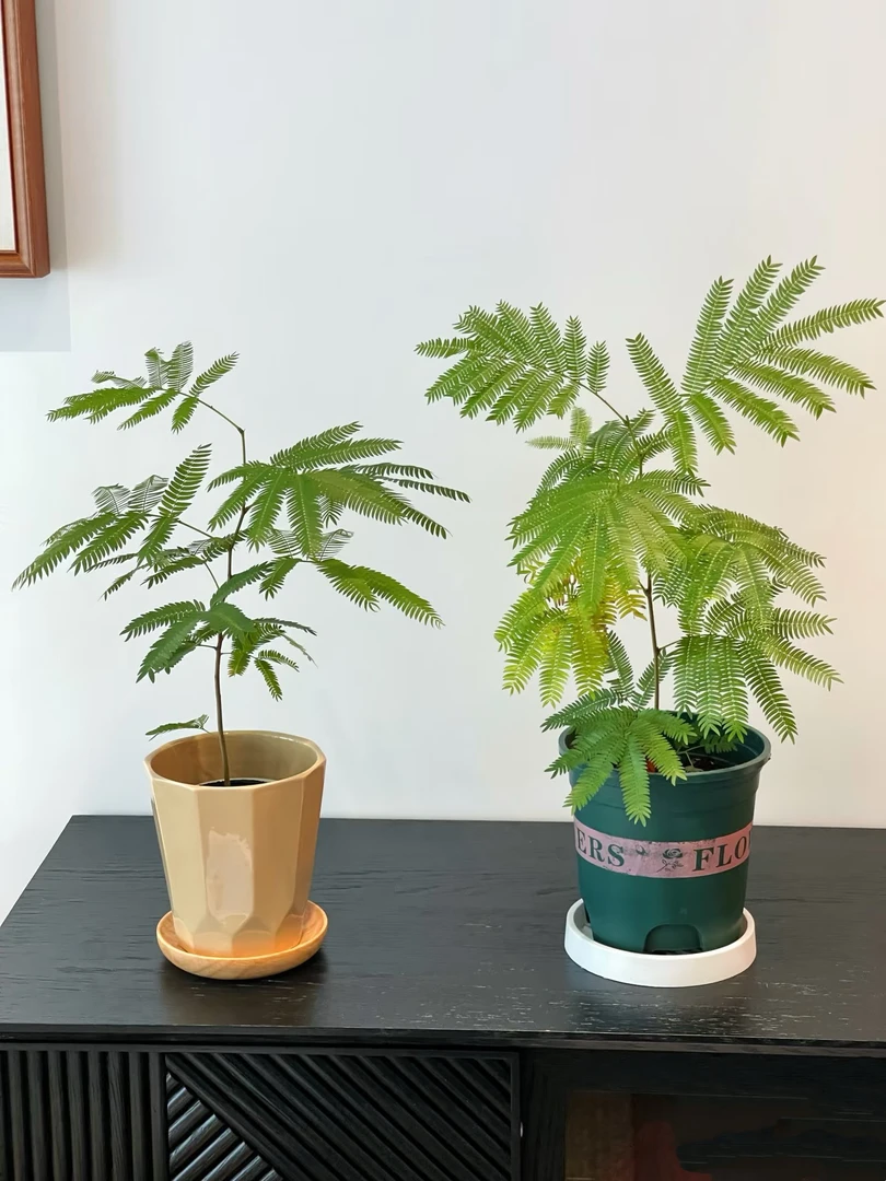 【密叶猴耳环】含羞草植物耐阴好养适合客厅的高端轻奢绿植盆栽