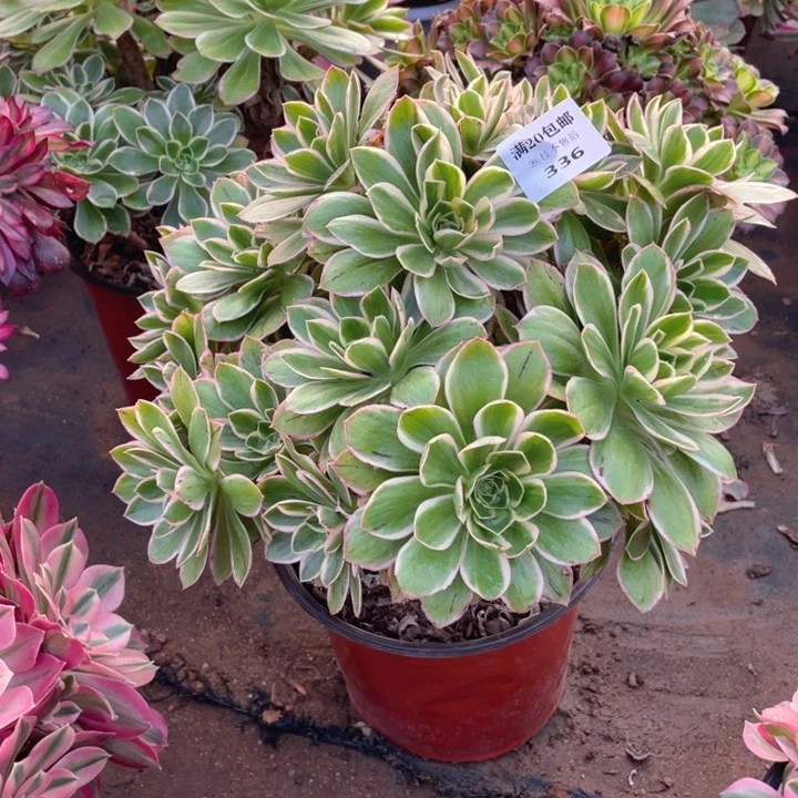 幸****8336大叶玫瑰锦法师多肉断枝不售后