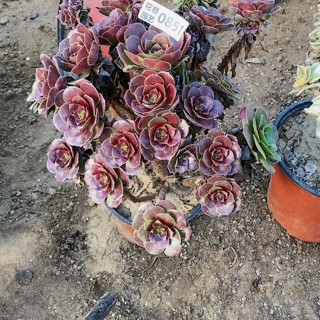 851号厚叶荷兰玫瑰多肉植物
