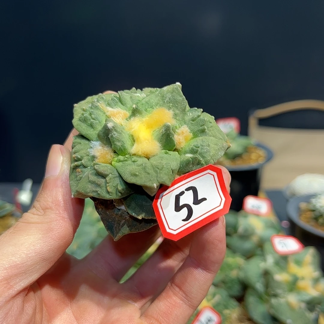 52号自根龙牙怒涛