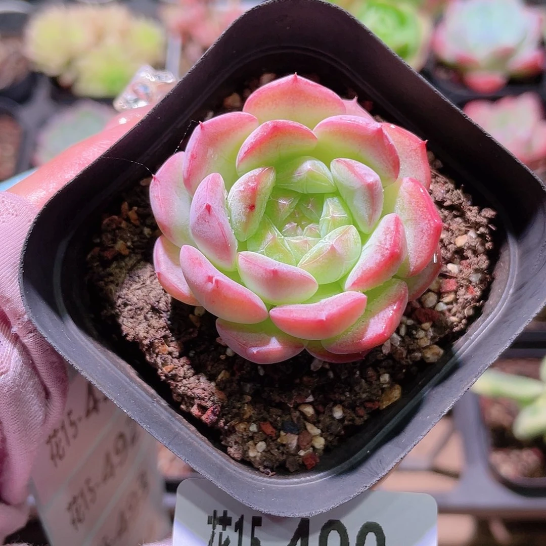 花利美15-490白桃汽水