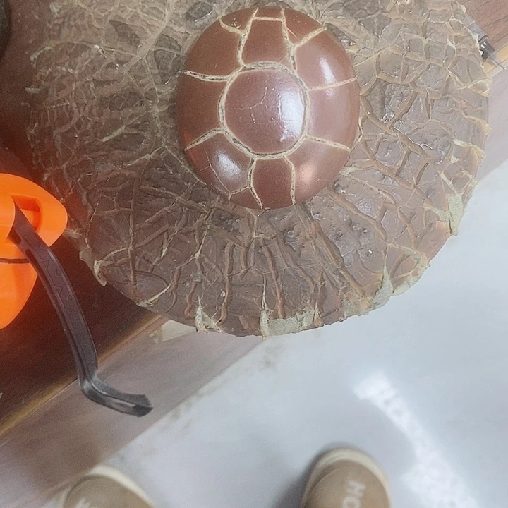 春***开去付吧哥谢谢谢谢