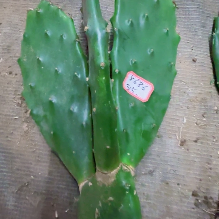 劲***松无花朵仙人掌,3头补差价5