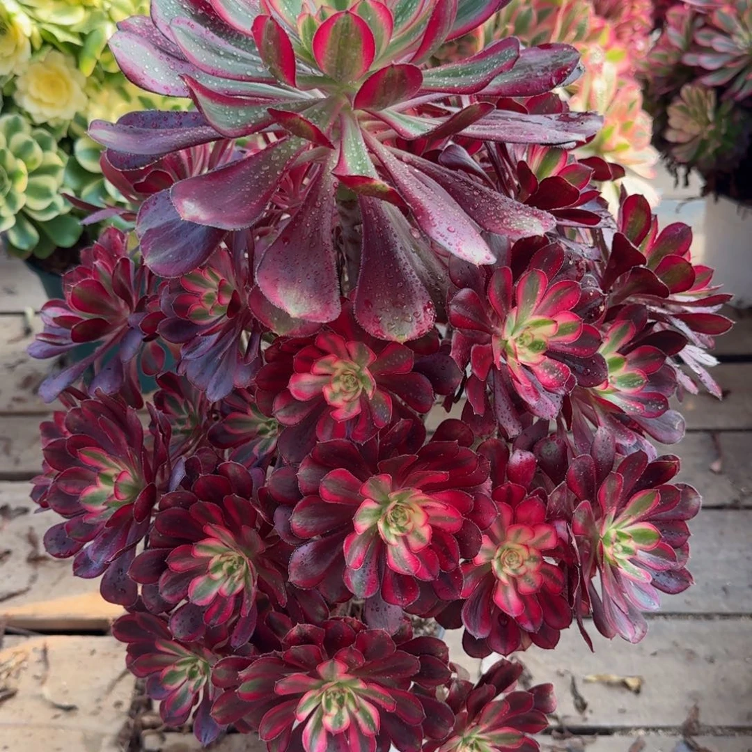 【闪购商品】127多肉