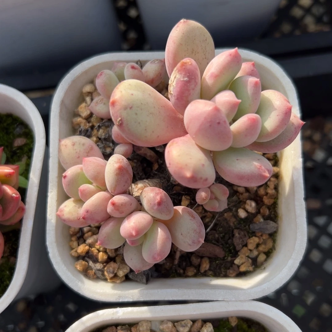 彩虹奶精控多肉一物一拍