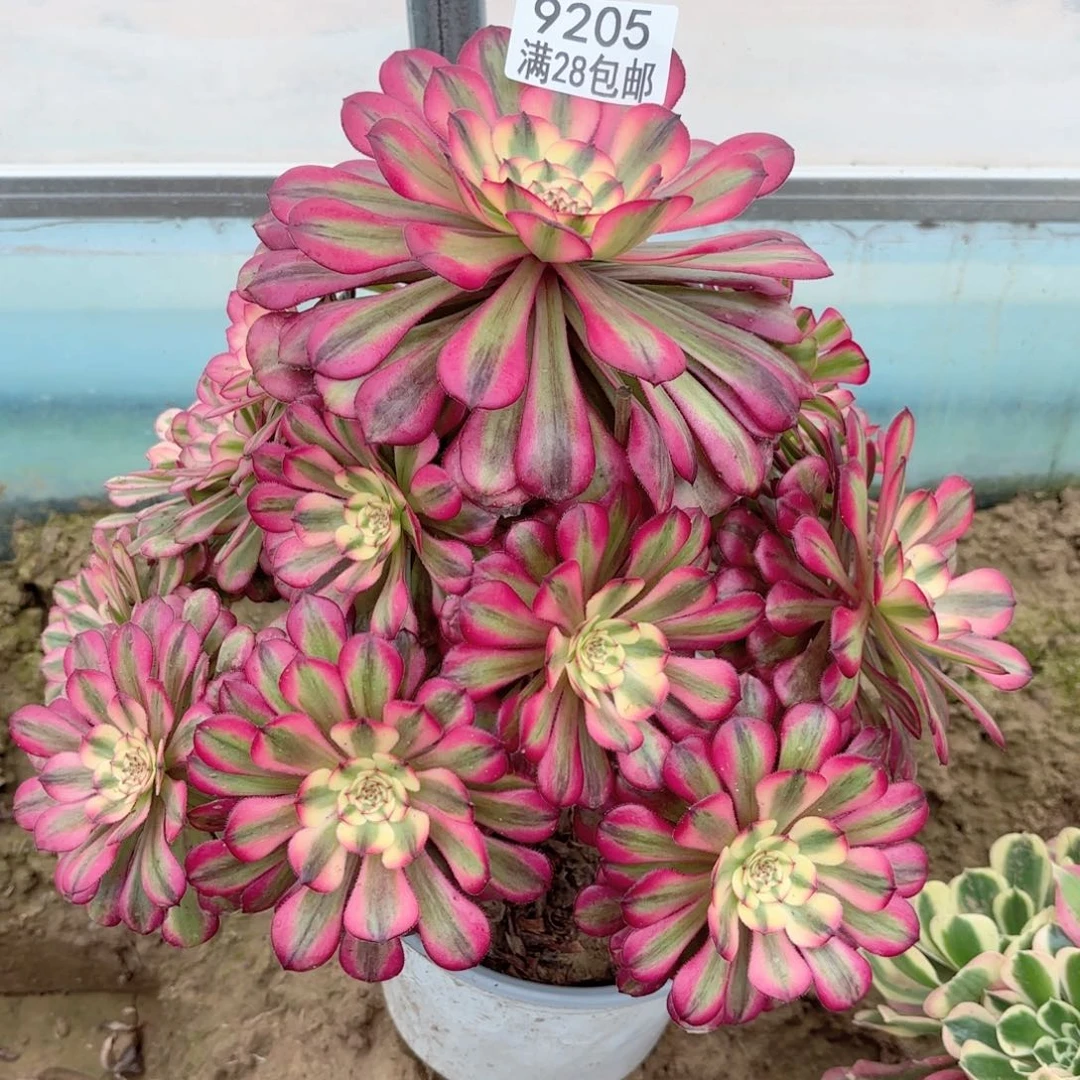 9205月蝉多肉1111