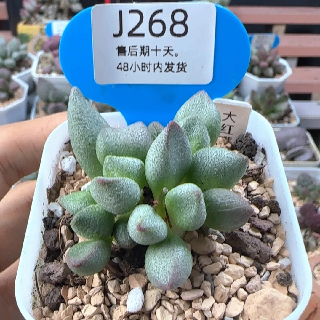 大红嘴。   268。