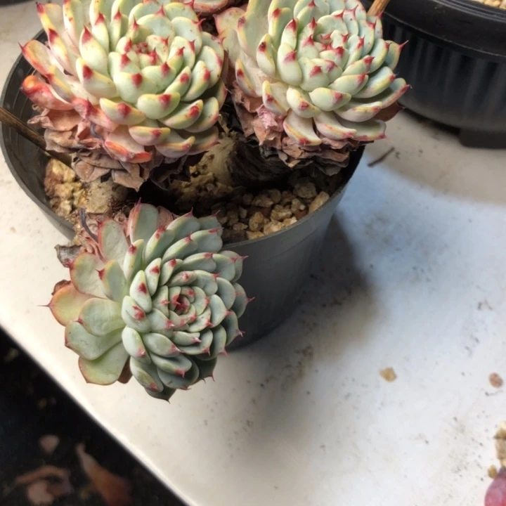 某*妮61////////////////