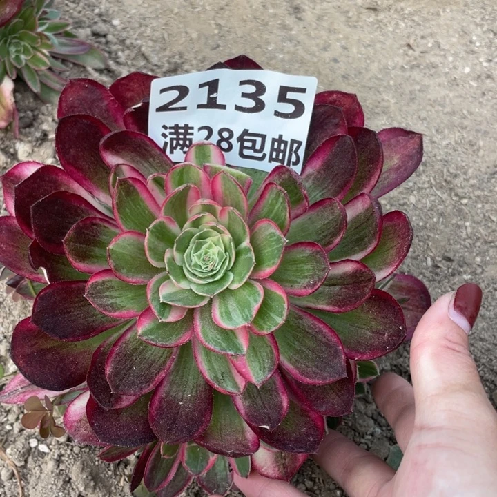 2135孔雀翎多肉三号棚