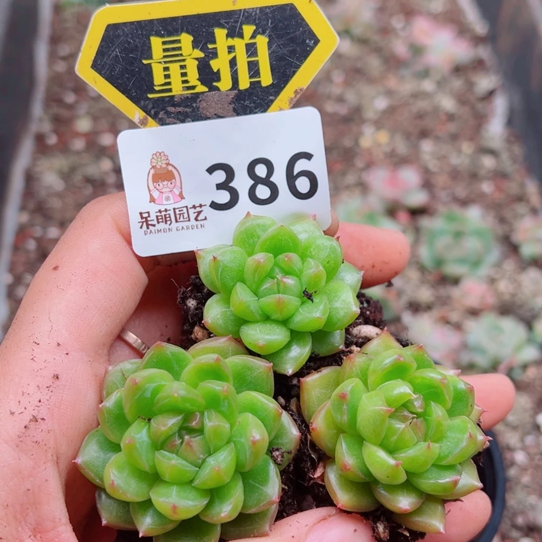 多肉植物多肉植物