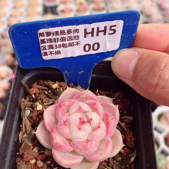 麦秆5cm多肉植物