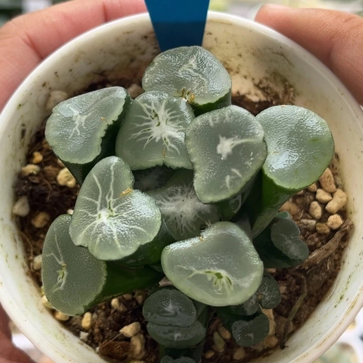 174巨大化万香发发发发发发