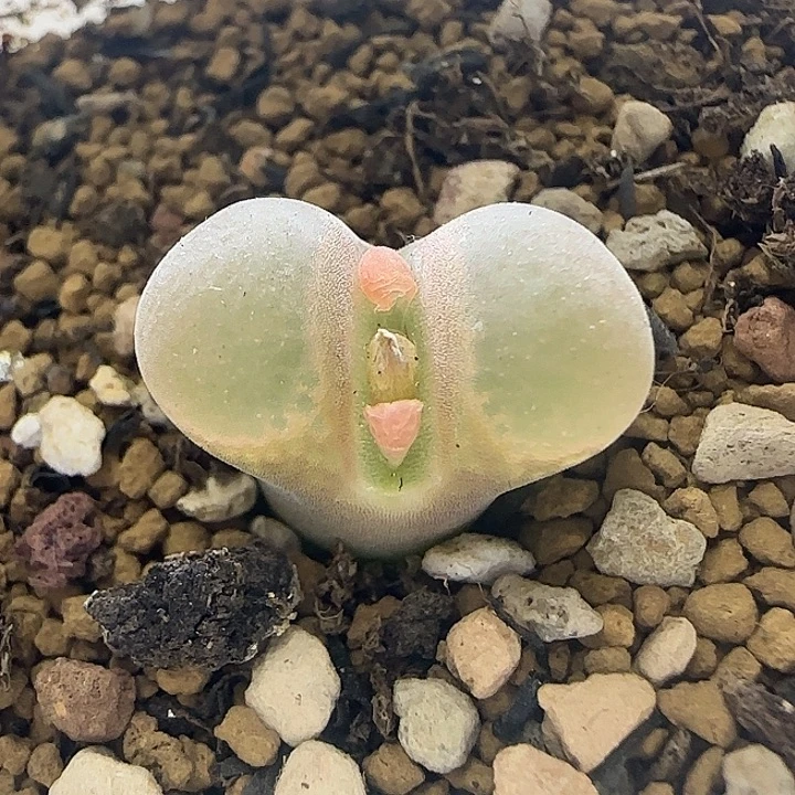 161原株特选带盆土