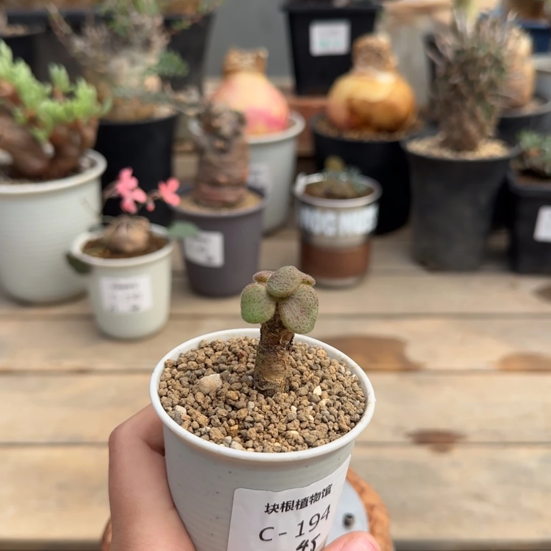 194薛辉圣塔满50包邮