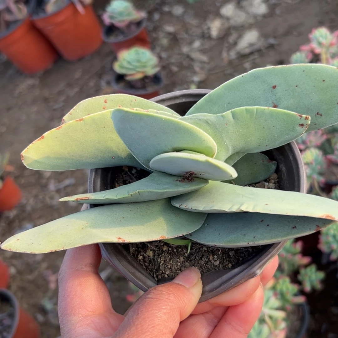 多肉植物多肉植物