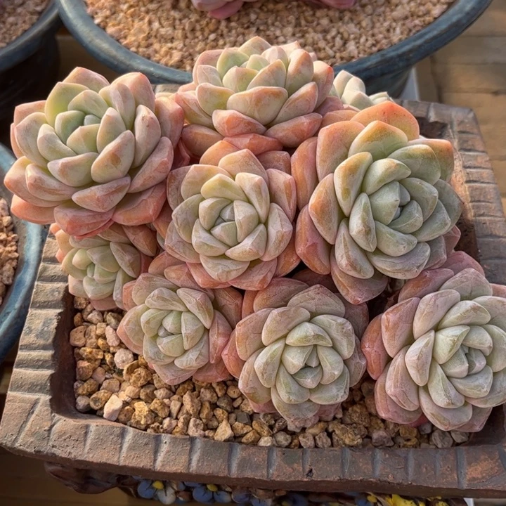 拂***尘冰玉大群一物一拍方盆