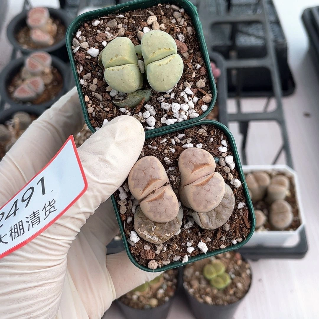 2491大棚清仓甩卖了