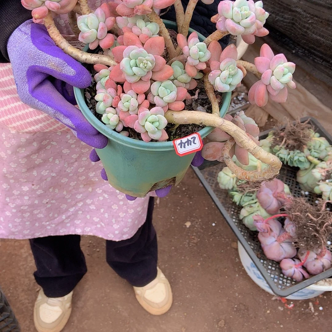 时***缝老三多肉一物一拍家里244洛神