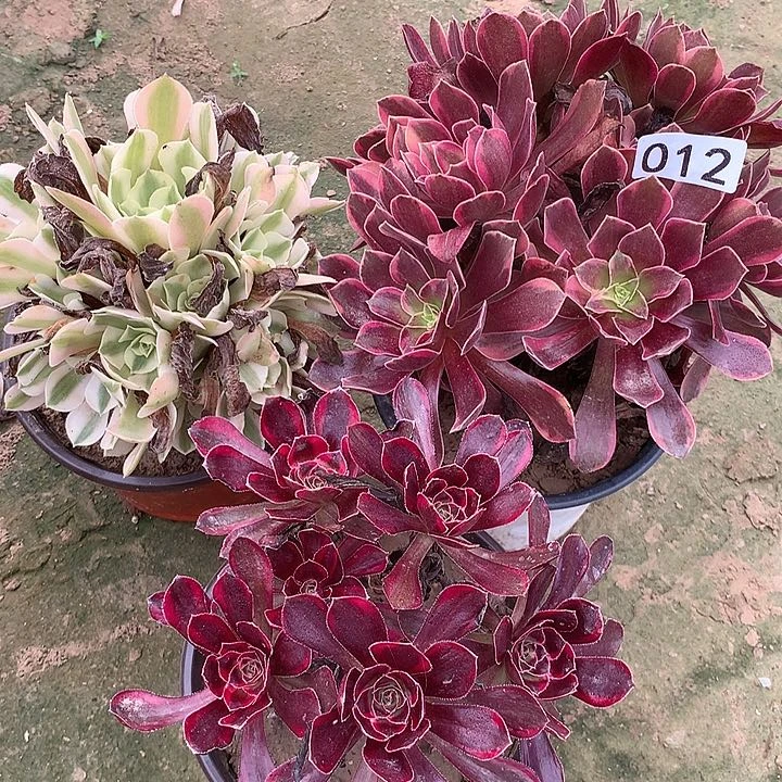 无花朵012三颗多肉植物组合