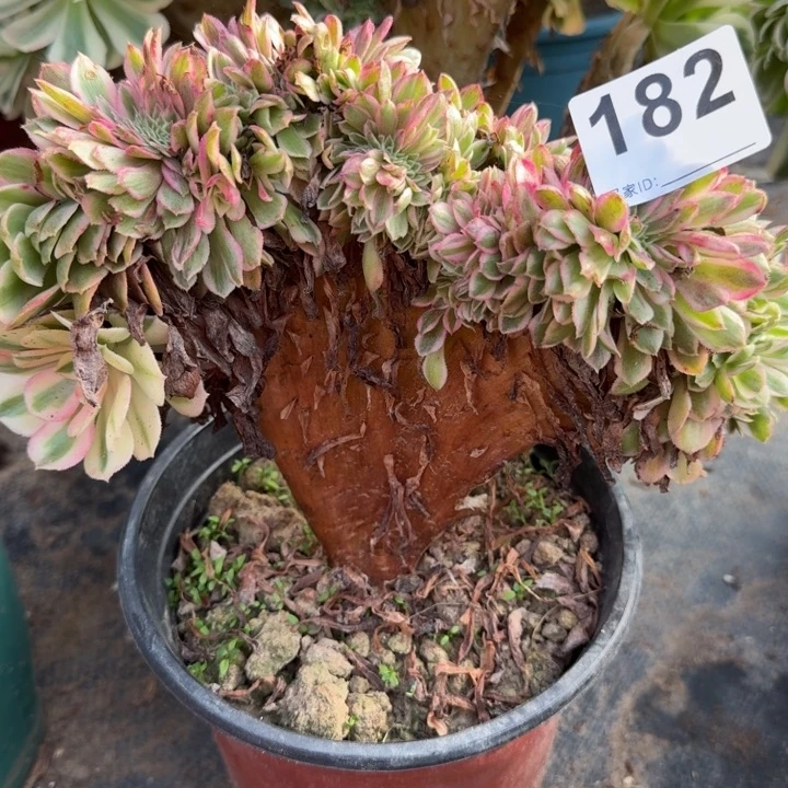 倾城法师锦缀化182