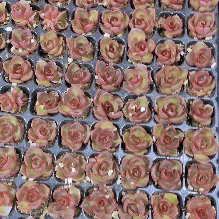 精品红灯多肉植物