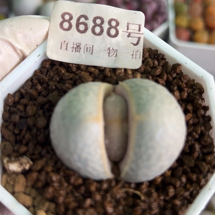 8688五年超大高尔夫3.6cm已经服盆