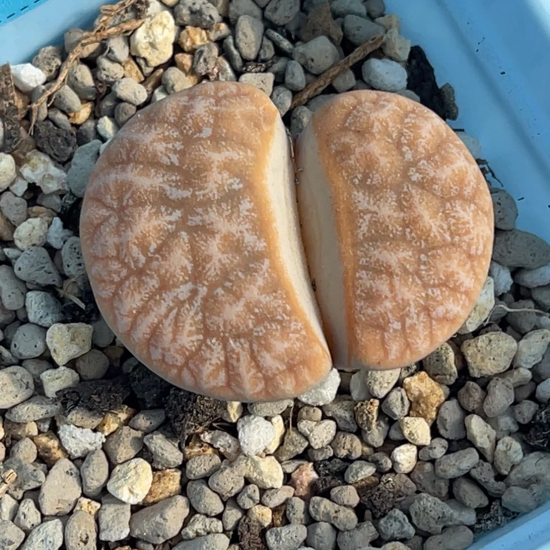 3392橙色拿铁一颗
