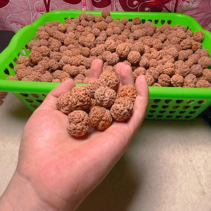 金刚菩提手串终结者散籽主力24