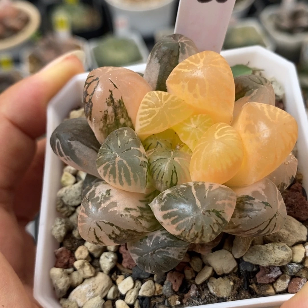 26塑料皮玉露锦一物一拍