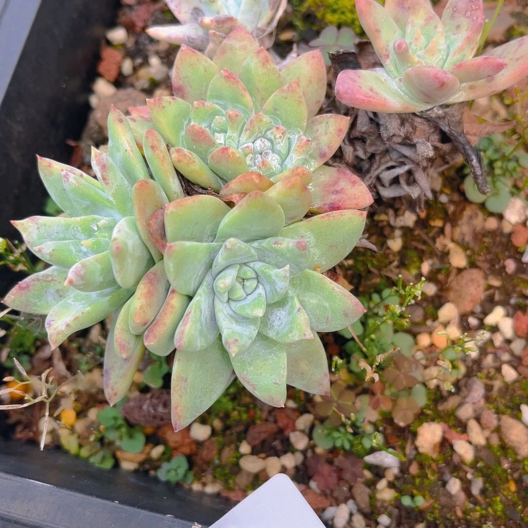 白菊苹果叶老桩4546