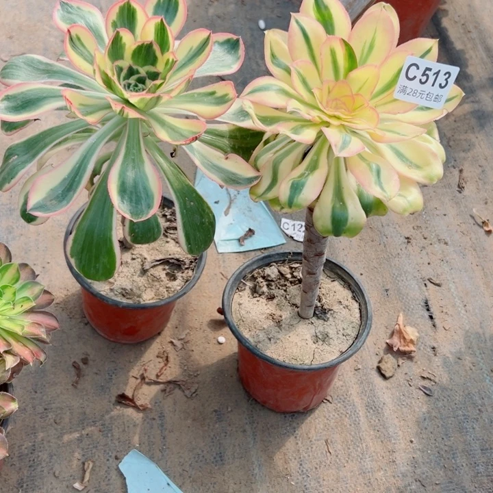 Y*513。 514燕姿多肉植物