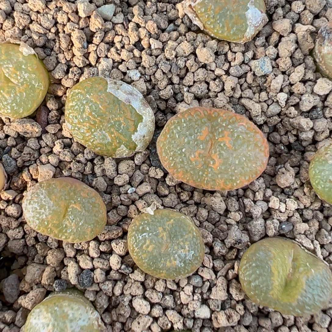 量拍SSG鱼子酱k勋一颗