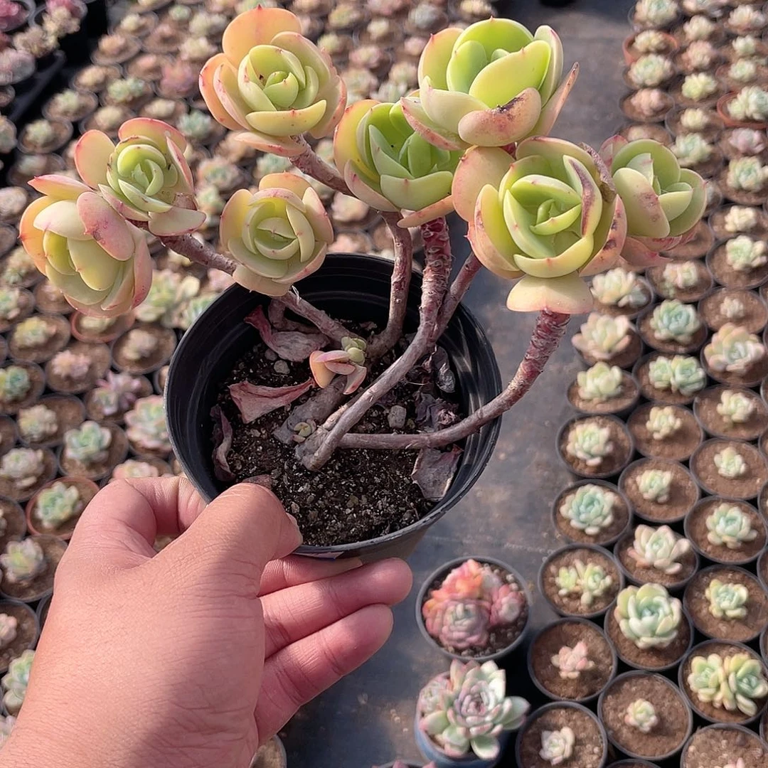 A***诺0421  鸡蛋碧桃 六月六