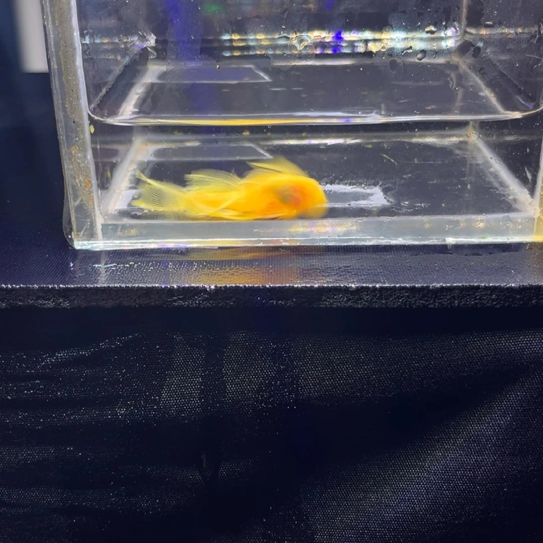 孔雀鱼孔雀鱼孔雀鱼
