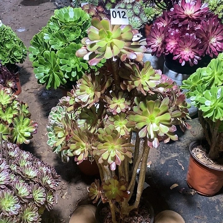 一****?法师植物一物一拍012