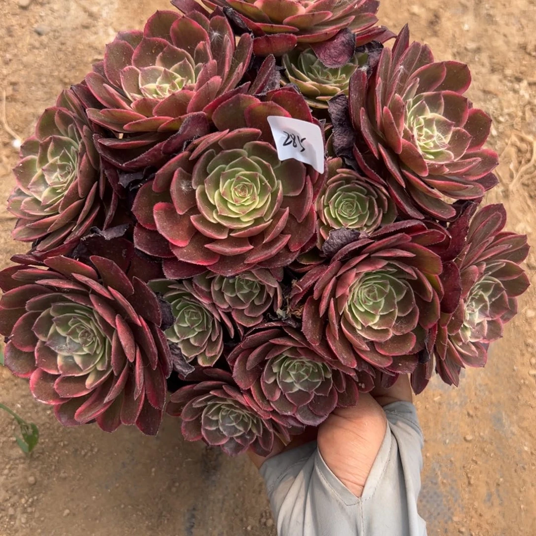 285夜宴多肉植物系