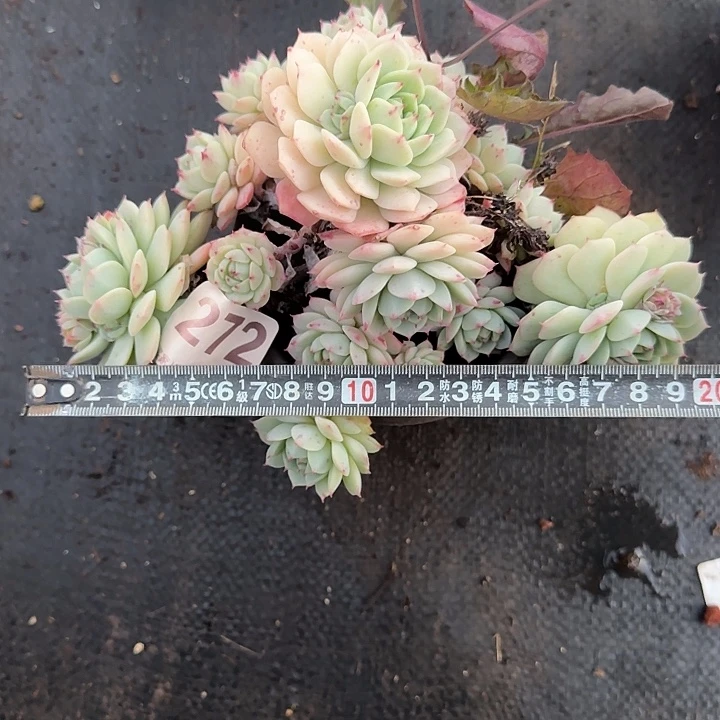 s***光老船长859 多肉植物一物一拍