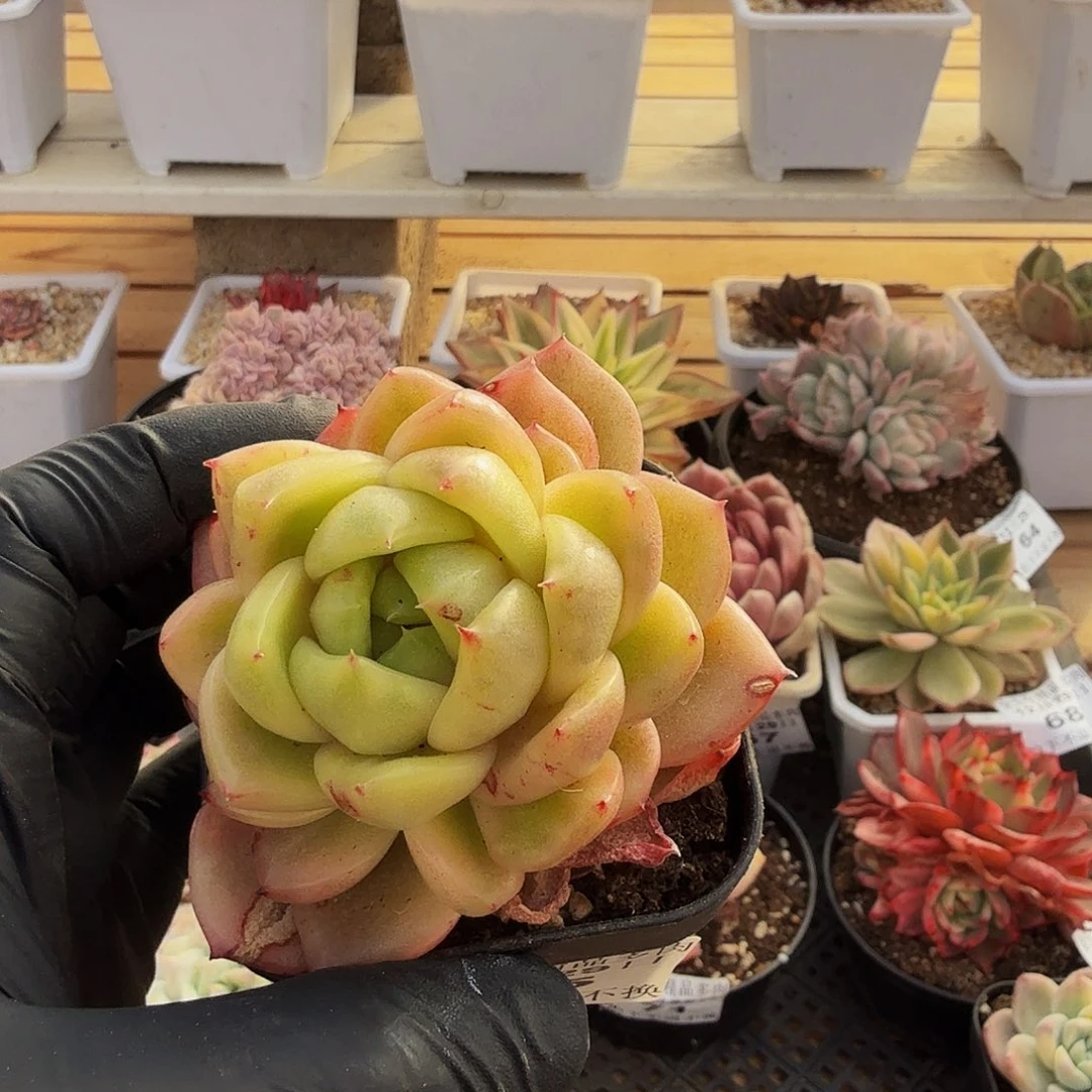 1229-75冰宝龙锦单头