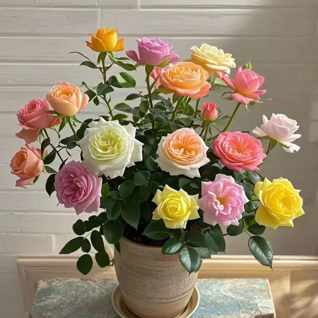 【云南四季开】花切花玫瑰老桩四季盆栽玫瑰花盆景可种耐寒耐冻