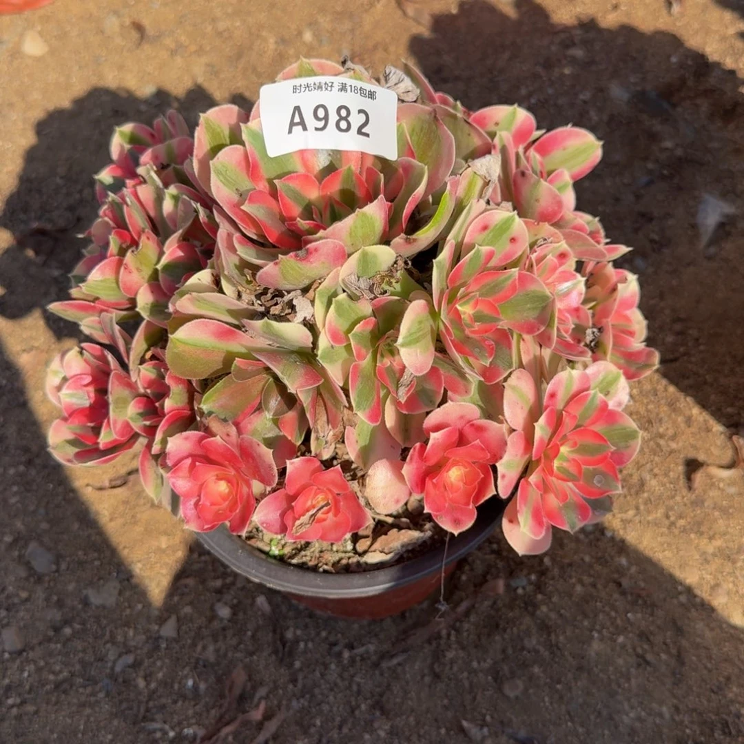 982女巫。多肉植物