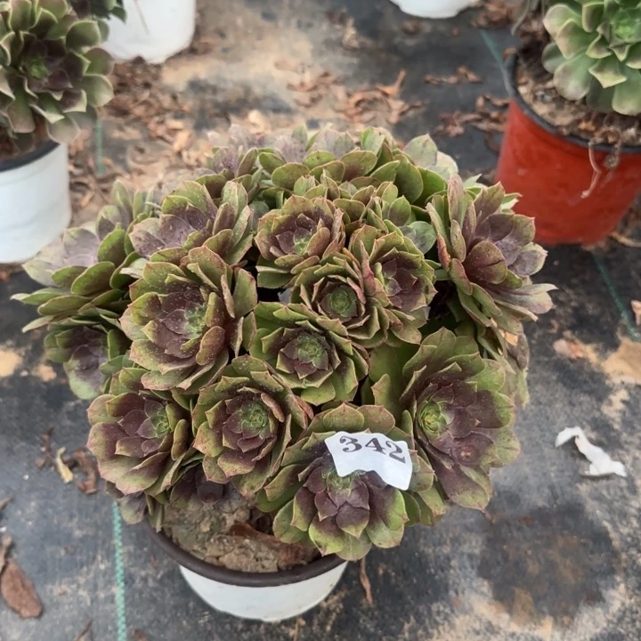 342两单包邮。       万圣节。