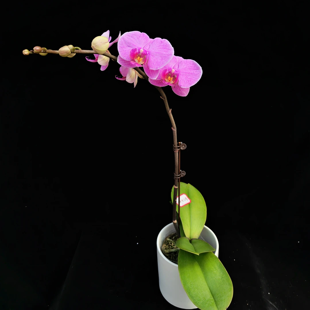 蝴蝶兰【明日之星】2.8寸杯开花株默认发单剑