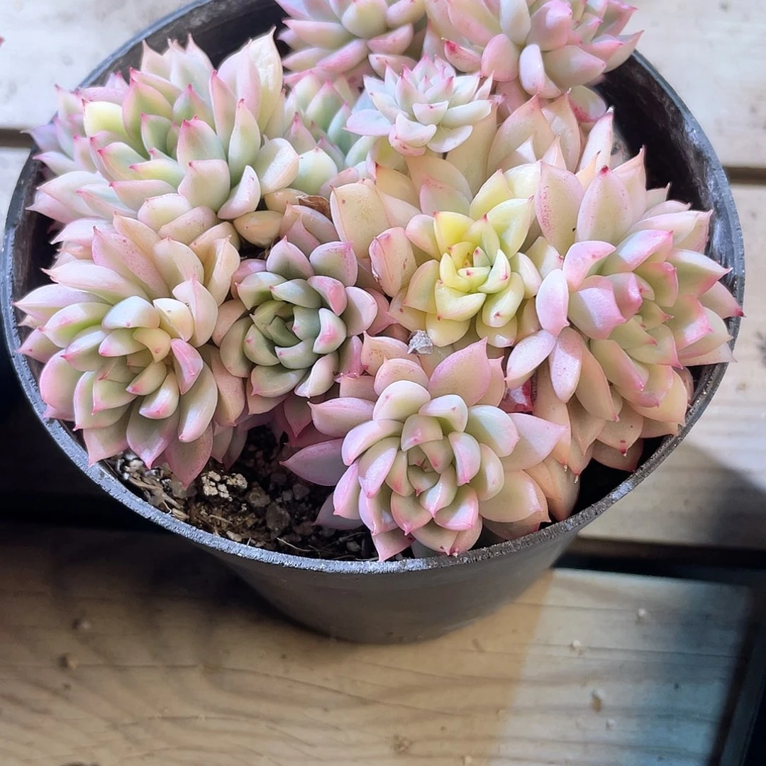 王****）3106 女雏锦  六月六