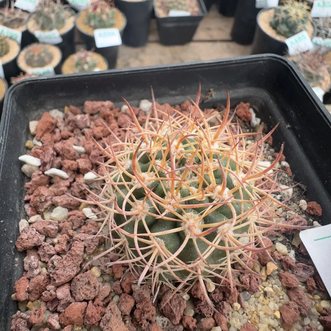 逆豹 实生仙人球346