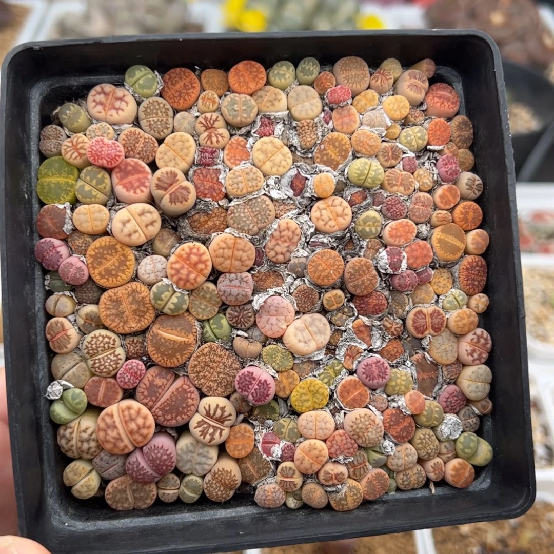 0133号彩拼 多肉植物