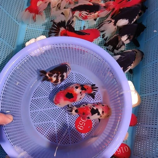 梁***金鱼059兰寿三只特价顺丰包邮
