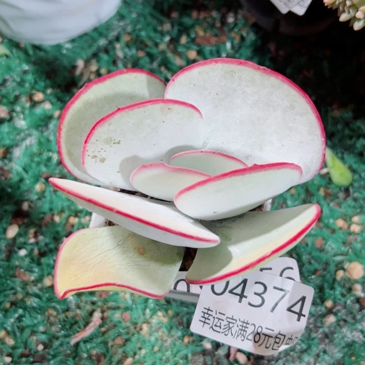 幸运的是我还没幸运