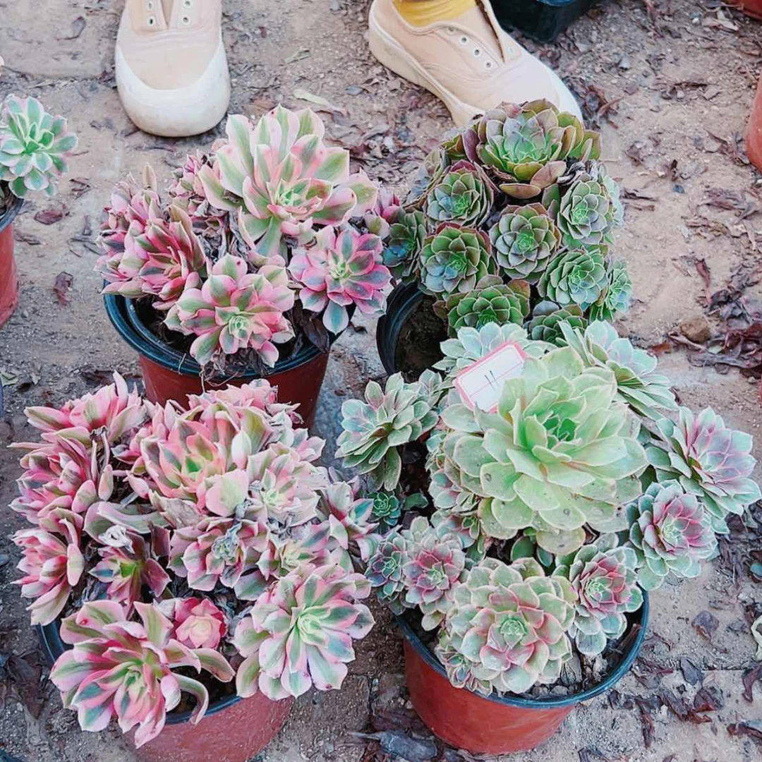 【闪购商品】无花朵一**缘11号套餐4颗多肉植物无售后