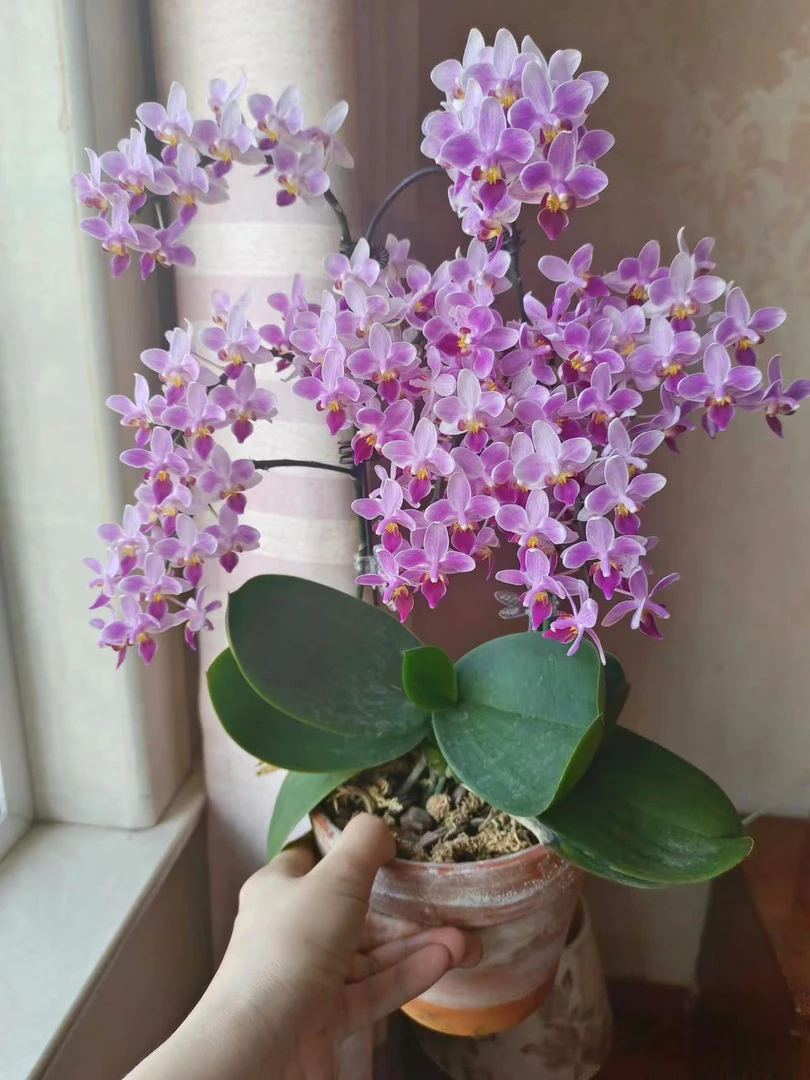 【香水彩虹碎片3花剑】量巨多蝴蝶兰浓香型原生种适合新梗苗不带花